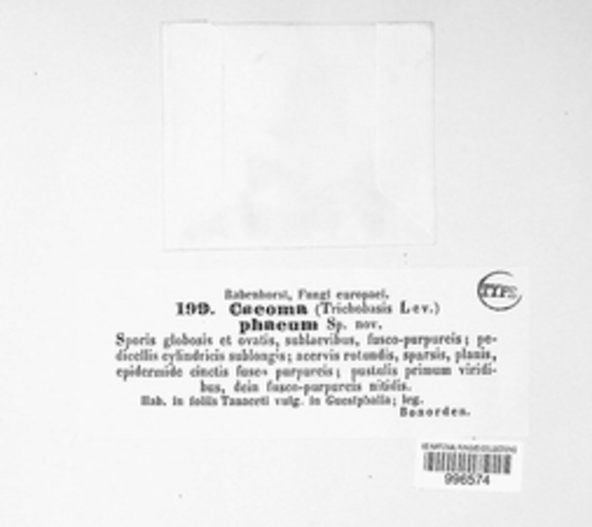 Caeoma phaeum image